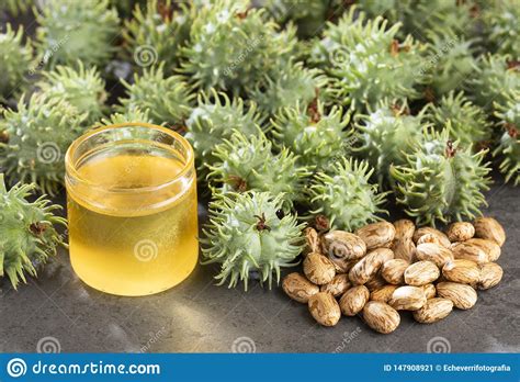 Vorsicht geboten ist auch bei halsketten aus tropischen samen, worunter sich solche des rizinus befinden können, die hier, da durchbohrt, ihr gift via mögliche hautverletzungen. Samen Und Rizinus?l - Ricinus Communis Beschneidungspfad ...