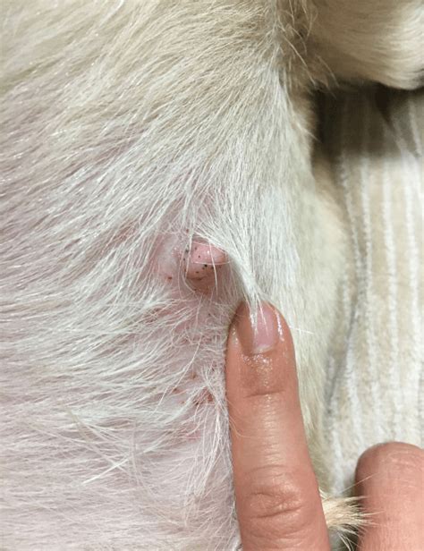 犬の身体がかゆい!季節の変わり目で、痒がる犬に効いた方法 ...