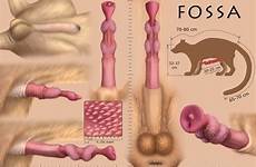 penis animal fossa anatomically correct xxx male erection mammal deletion flag options genitalia