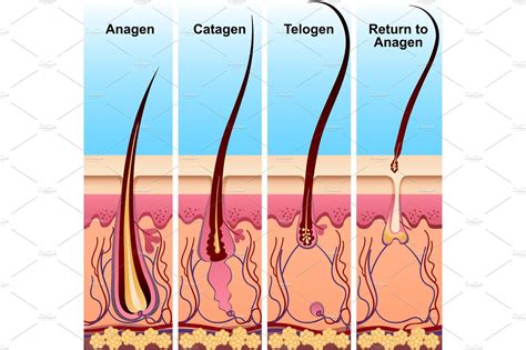 Hair growth occurs in a cycle, with your hair going through four distinct stages as it grows to its full length, regresses, rests and eventually sheds over the course of several years. Four stages of the hair growth cycle | Hair growth cycle ...