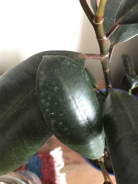 Luckily, it is easy to cure black spots on plants using homemade. white spots on my rubber plant? : plantclinic