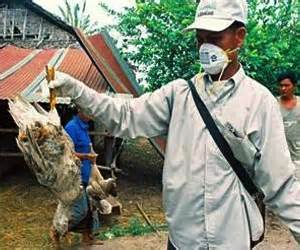 Siberia's vector institute said on saturday it would start developing human tests and a vaccine against h5n8, ria. Bird Flu H5N8 Virus Pose No Threat to Humans