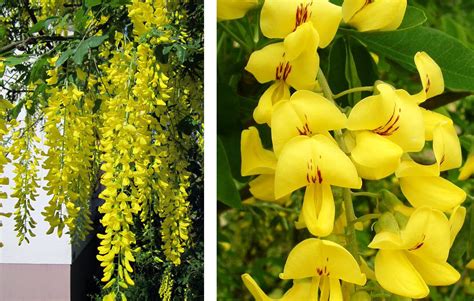 Sto parlando della bignonia che è un sempreverde rampicante i cui i grandi fiori che produce, arancioni, gialli e rossi si raggruppano in grandi grappoli. Pianta Con Fiori Gialli A Grappolo