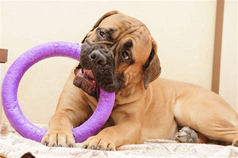 Searching for the best dog beds for chewers suggests that the present one might have pieces of fill removed, a torn cover, or open holes in it. Best dog toys for strong chewers - Practical Paw | The Dog ...