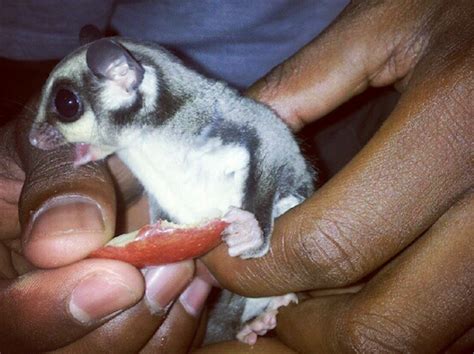 Using this membrane, squirrels have been known to glide over 100 meters, either to escape a predator or just reach another tree! How To Keep Flying Squirrel As Pet