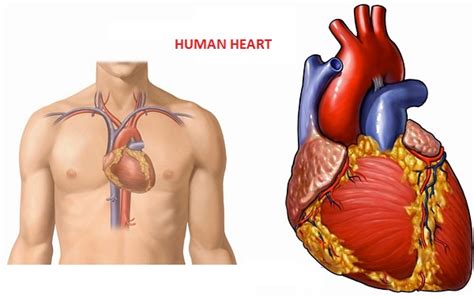 Epigastric pain is felt in the upper abdomen, below the ribcage but above the intestines. The Human Organs: July 2012