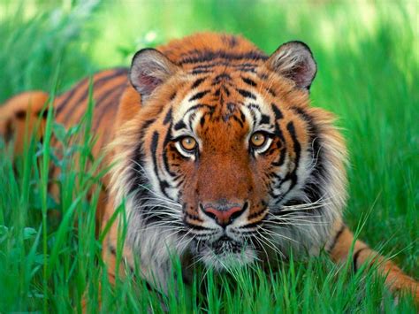 Maybe you would like to learn more about one of these? Malayan Tiger - The National Animal Of Malaysia - Malaysia ...