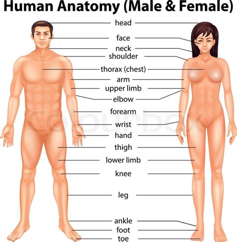 Female anatomy study, rahul garg (doyen). Illustration showing the human body ... | Stock Vector ...