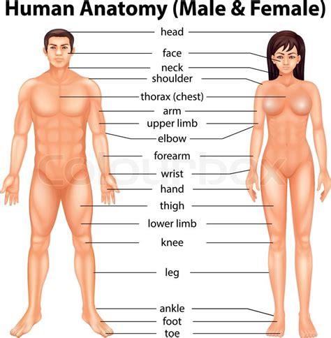 Want to name your car after a girl? Illustration showing the human body ... | Stock Vector ...
