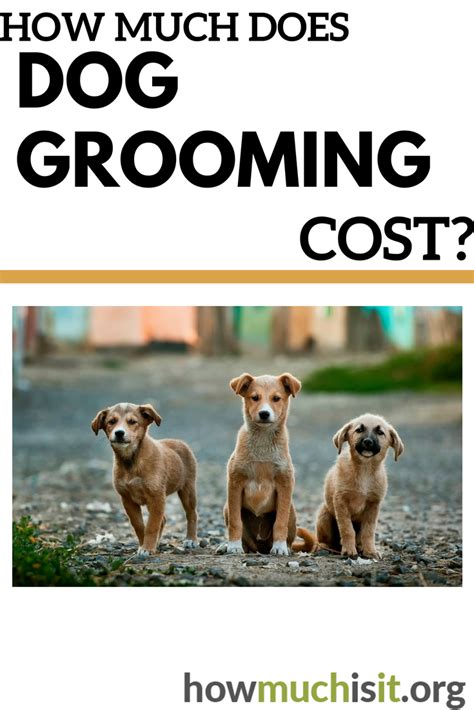 Look for reputable cat groomers in your area. How Much Does Dog Grooming Cost? | Pets, Dogs