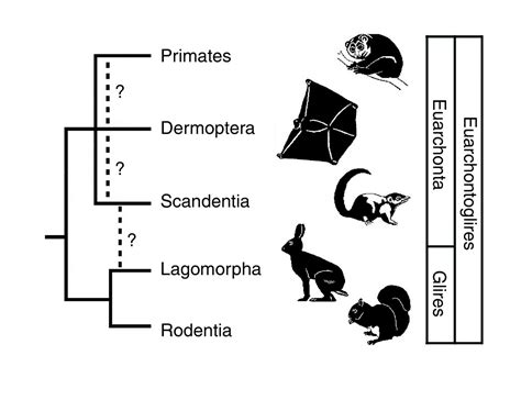 Glires), gewöhnliches spitzhörnchen (tupaia glis: Euarchontoglires | Dinopedia | Fandom