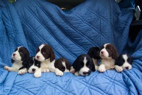 Contact the dog breeders below for field spaniel puppies for sale. Adorable English Springer Spaniel Puppies FOR SALE ...