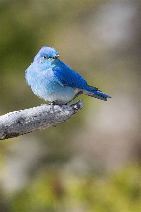 The bluebirds need to have nest spacing of at least 100 yards from each other because they are competitive with each other. Ways to Attract Bluebirds to Your Yard and Garden