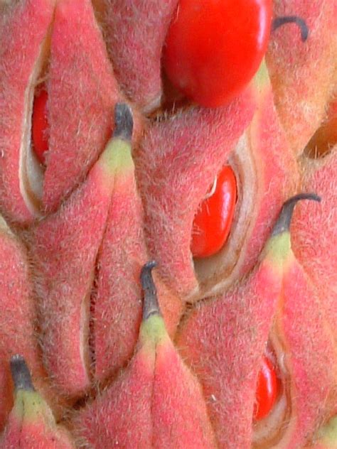 In their native setting, cacti may go for years without mamillarias are like that, the spent flowers develop a fleshy seed pod that you can harvest. Magnolia pod with seeds. | Seed pods, Flowers, Seeds