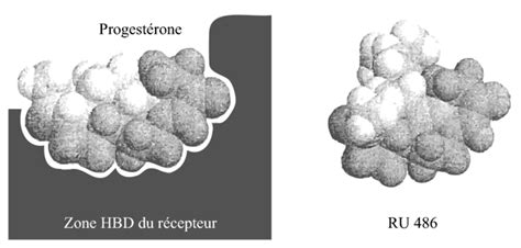 Its cellular and molecular mode of action. Image t_trde93i03 - Mode d'action du RU 486 - Travailler ...