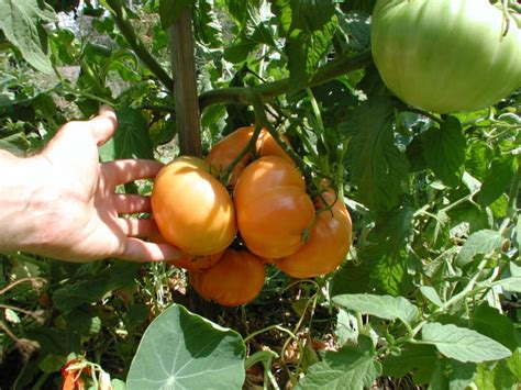 Trinity is partnering with topeka rescue mission to bring our neighborhood operation food secure. Food is Free in a City Near You | Civil Eats