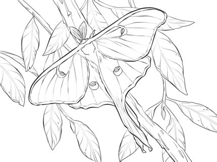 Browse, print & color with a rainbow of hues. Realistic Luna Moth coloring page | Luna moth, Butterfly ...