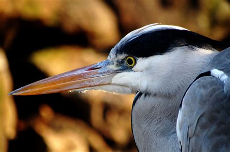 Check spelling or type a new query. Gambar : alam, burung, sayap, hewan, Burung laut ...