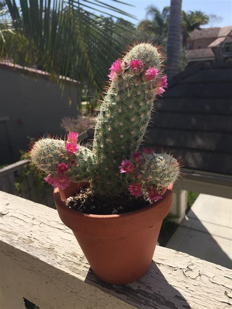 Most cacti have two types of spiny parts: My cactus looks like a girl going to Coachella ...