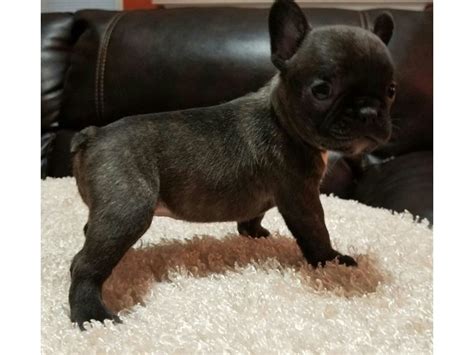 Thankfully, the french bulldog rescue dog does come with a lot of variety here and that makes all the difference in the world to be honest. Monicea: French Bulldog Puppy Arizona