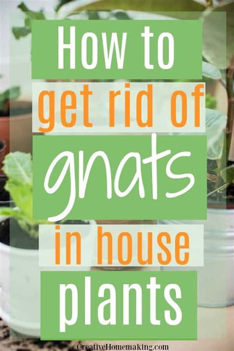 Keep your yard free of clutter to keep millipedes out. How to Get Rid of Gnats in House Plants in 2020 | Gnats in ...