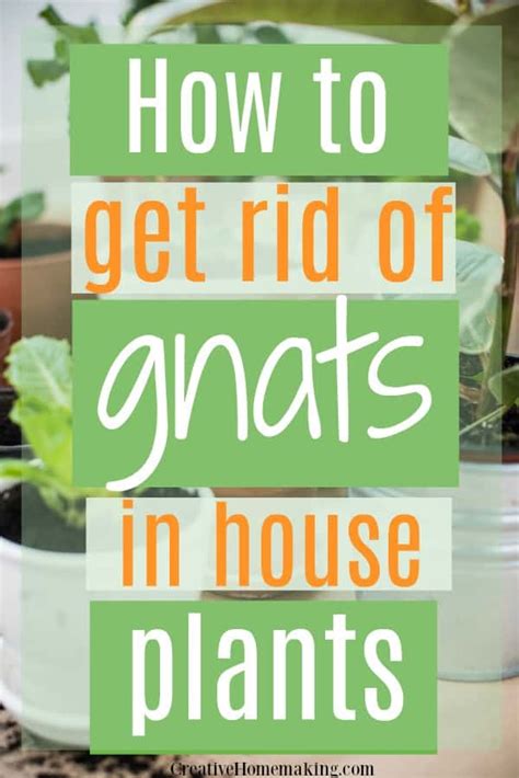 If you discover gnats in your sink. How to Get Rid of Gnats in House Plants in 2020 | Gnats in ...