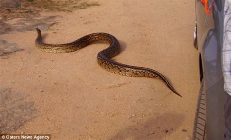 Dalam kejadian lewat petang semalam, kehadiran seekor ular sawa batik sepanjang 9 meter dengan berat lebih 100 kilogram itu nyata mengejutkan mereka. buatbest: Ular Sawa Sepanjang 16 Kaki Panjang Masuk Ke ...