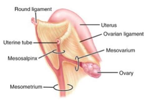 Alexandru c tutunaru 1 , alexandru sonea, pierre drion, didier serteyn, charlotte sandersen. Anatomy - pelvic ligaments (Reproductive anatomy ...