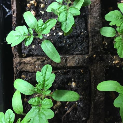 Tiny tim tomatoes' tiny flowers. Solanum Lycopersicum 'Tiny Tim', Cherry Tomato 'Tiny Tim ...