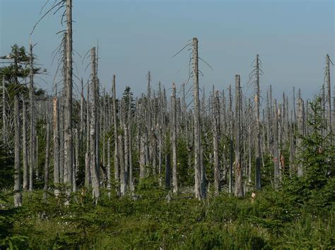 Noun rain (usually uncountable, plural rains). Acid rain - Simple English Wikipedia, the free encyclopedia