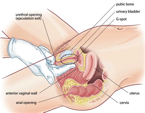 What does hh mean in school? The G-Spot — Sexual Health