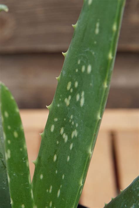 While some plants are hypersensitive to light, favoring dark, shaded places, the aloe prefers to soak up that sun! Aloe Vera • Kiwi Nurseries Ltd