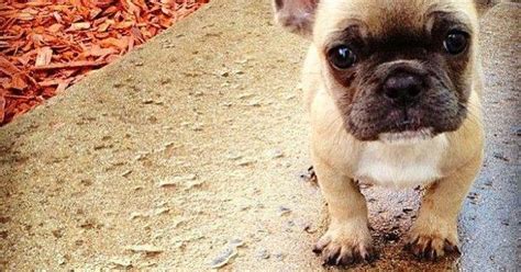 They come with papers, shots, and health guarantees. I love Frenchies! | Frenchie Love | Pinterest | Dog ...