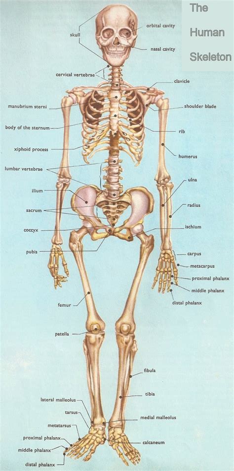 We did not find results for: human anatomy skeleton : Biological Science Picture ...