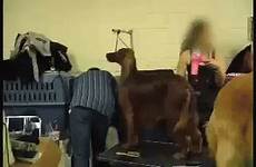 dog tied table show gif westminster peta muzzle grooming abuse cosmetics tightly rack