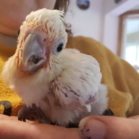 Their species are famous for frequently being kept as pet birds.this is why they are also popularly known as being. Goffin Cockatoo #182838 for sale in coupeville, WA