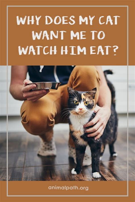 And why do hair and nails appear longer after death? Why Does My Cat Want Me to Watch Him Eat? | Cat behavior ...