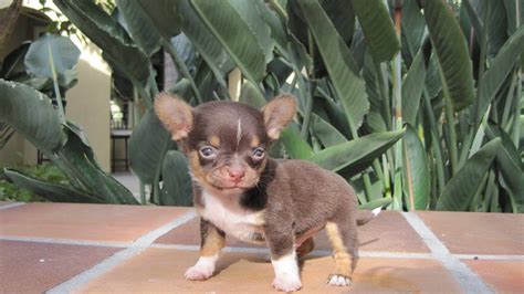 Our veterinarians provide routine preventative care for healthy pets; Chihuahua Puppies For Sale Jacksonville Fl | PETSIDI