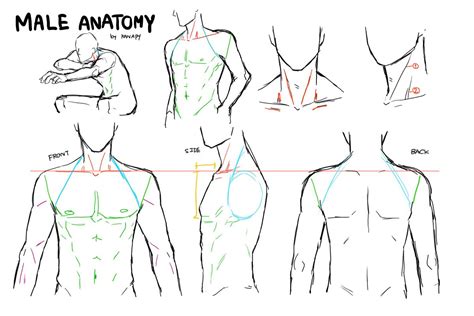 Shading with no gradients commonly used in anime. male anatomy | Drawing male anatomy, Guy drawing, Body ...