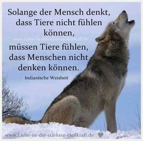 Einsamer wolf is on facebook. Sprüche Zum Nachdenken Wolf Sprüche Weisheiten Deutsch ...