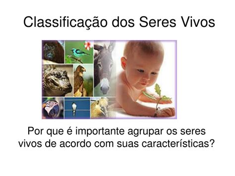 Os animais, por exemplo, já foram classificados de acordo com o meio em que este é um exemplo muito simplificado, apenas para ilustrar as dificuldades na classificação dos seres vivos. PPT - Classificação dos Seres Vivos PowerPoint ...