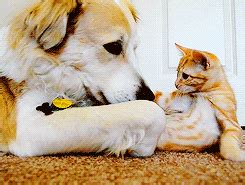 This can help get his/her mind off of the compulsions. Cat Licking GIF - Find & Share on GIPHY