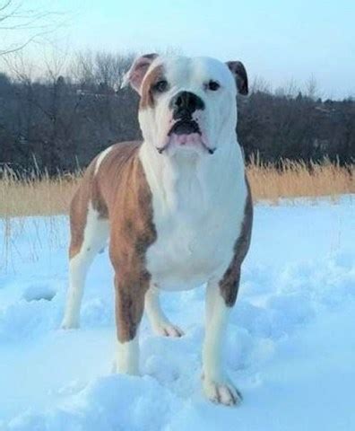 Find bulldog puppies and breeders in your area and helpful bulldog information. Alapaha Blue Blood Bulldog puppy dog for sale in Shelocta ...