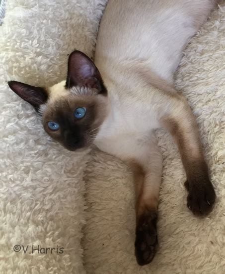 Find siamese kittens for sale on pets4you.com. Siamese kittens for sale - Old-Style Siamese/Thai