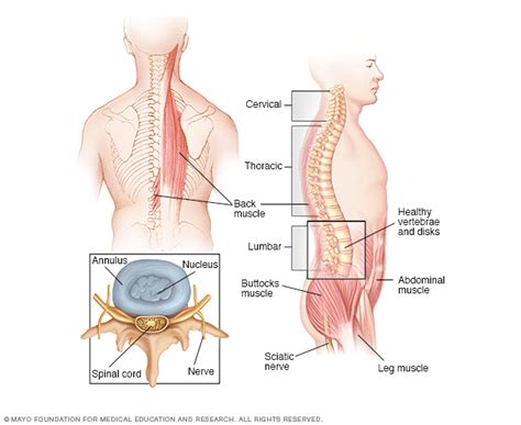 So it's important to pay attention to any changes, such as: Spinal Tumors- Types and Treatment: All You Need To Know ...