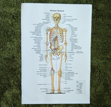 Choose from 500 different sets of flashcards about human anatomy on quizlet. Xr607 Canvas Painting Wall Art Picture Human Skeletal ...