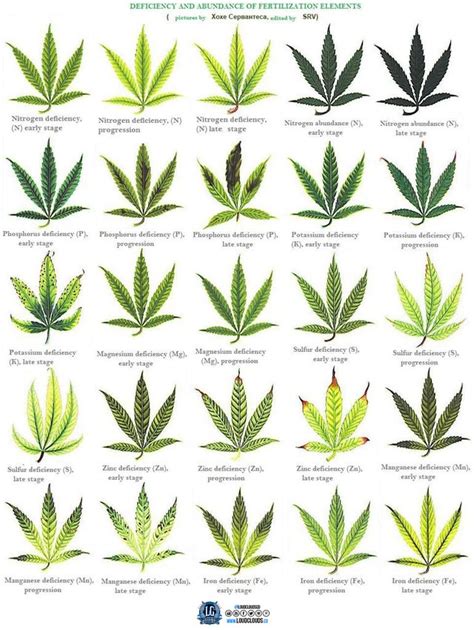 Also because it is one large illustrated chart it is difficult to use without panning and zooming. Marijuana Plant Nutrient Deficiency & Excess Diagram — Steemit