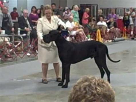 Welcome to zion great dane. 2009 GREAT DANE DOG SHOW GREENSBORO NC MALE DOG CLASSES ...