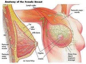 A combination product for the management of vasomotor symptoms and osteoporosis prevention. Breast Cancer - Boulder Breast Center - Boulder, CO