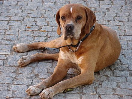 Asasi bahasa inggeris uia pilihan 7 : Anjing penuding Portugis - Wikipedia Bahasa Melayu ...
